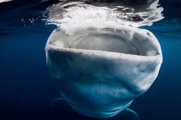 Bálna Cápa Kék Óceánban Planktont Eszik Óriáscápák Úsznak Víz Alatt — Stock Fotó