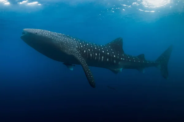 Rekin Wielorybi Największa Ryba Oceanie — Zdjęcie stockowe