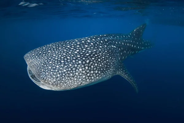 Vista Panorámica Submarina Tiburón Ballena Nadando Océano Azul —  Fotos de Stock