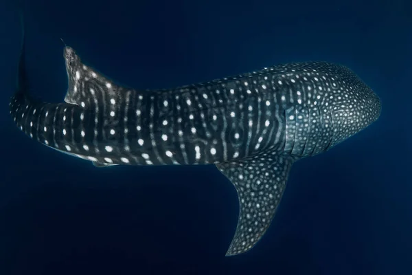 Whale shark in deep blue ocean. Giant fish swimming in open ocean.