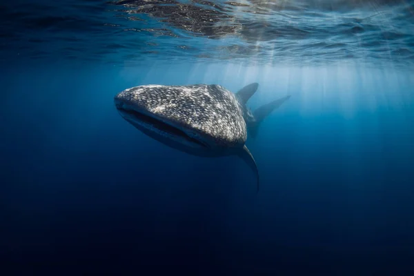 Whale shark in deep blue ocean. Giant fish swimming in open ocean near Sumbawa