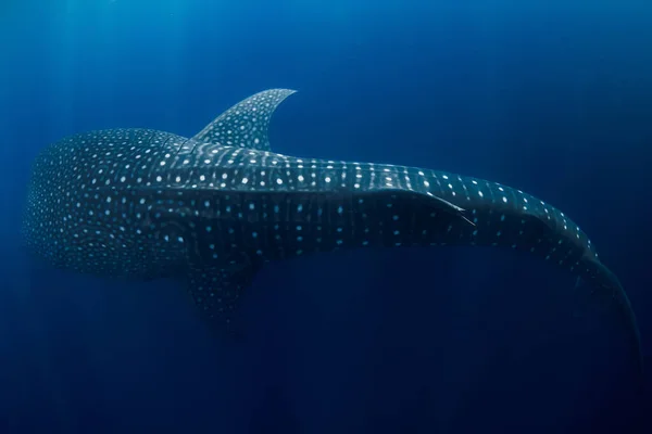 Tiburón Ballena Nadando Océano Azul Increíbles Patrones Manchas Los Peces — Foto de Stock