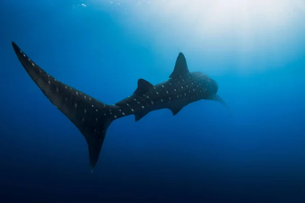 Whale Shark Deep Blue Ocean Silhouette Giant Shark Swimming Underwater — Stock Photo, Image
