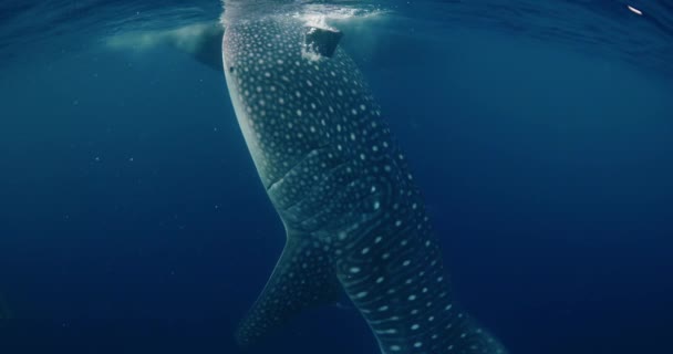蓝海中的鲸鲨 大型鲨鱼在水下游泳和进食 — 图库视频影像