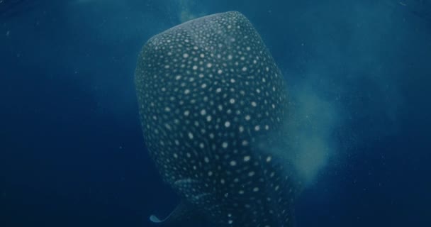 蓝海中的鲸鲨 大型鲨鱼在水下游泳和进食 — 图库视频影像