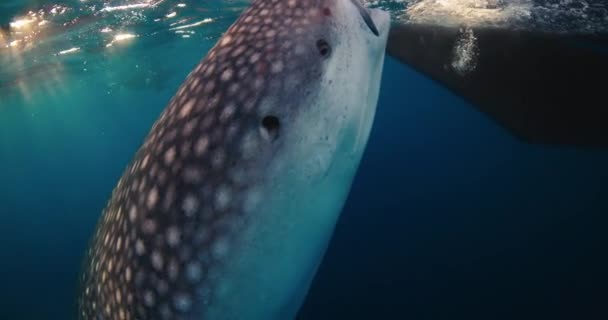 Китовая Акула Голубом Океане Гигантская Китовая Акула Плавает Ест Планктон — стоковое видео