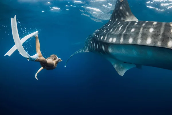 Young woman swim with Whale shark in deep blue ocean. Silhouette of giant shark underwater and beautiful lady