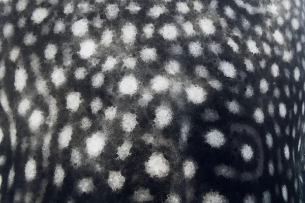 Organic Shapes Seamless Pattern Whale Shark Skin Print Texture — Stock Photo, Image