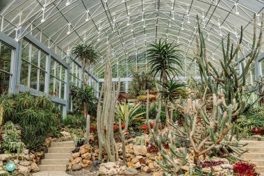 Bali adasındaki botanik bahçesindeki cam evde kaktüs bahçesi