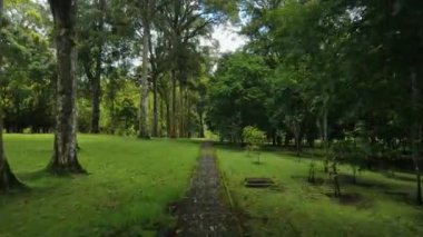 Bali 'deki botanik parkında tropikal egzotik ağaçların yolu