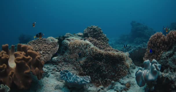 Koralowce Tropikalny Klaun Ryby Podwodne Przezroczystym Błękitnym Oceanie — Wideo stockowe