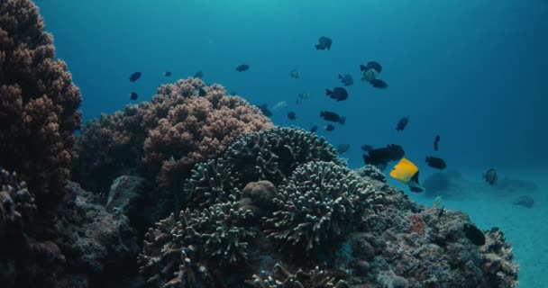 珊瑚和热带鱼类在深蓝色的海洋中潜水 — 图库视频影像