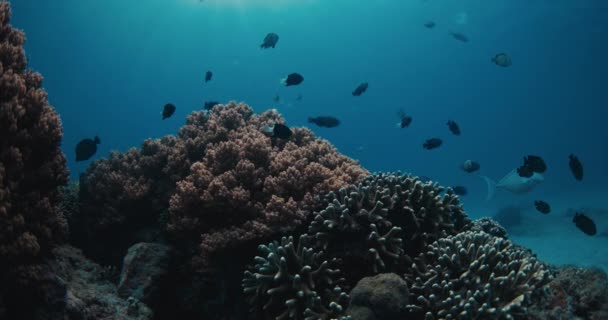 Profundo Oceano Transparente Peixes Tropicais Com Corais Maldivas — Vídeo de Stock