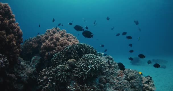 热带岛屿深透明海洋中的水下鱼类和珊瑚 — 图库视频影像