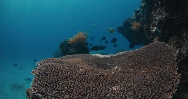 热带鱼类和珊瑚在深透明的海洋中潜水 — 图库视频影像