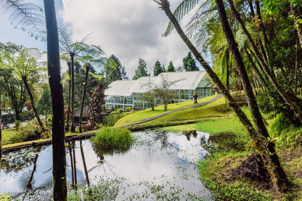 Lago Jardín Botánico Tropical Con Grandes Árboles Helechos Fondo Jardín — Foto de Stock