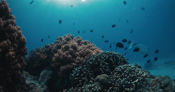 透明的蓝色海洋和带珊瑚的热带鱼类 热带地区的海洋生物 — 图库视频影像