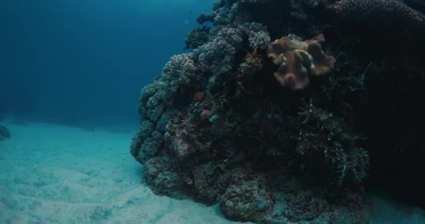 Прозорий Блакитний Океан Тропічні Риби Коралами Океанське Життя Тропіках — стокове відео