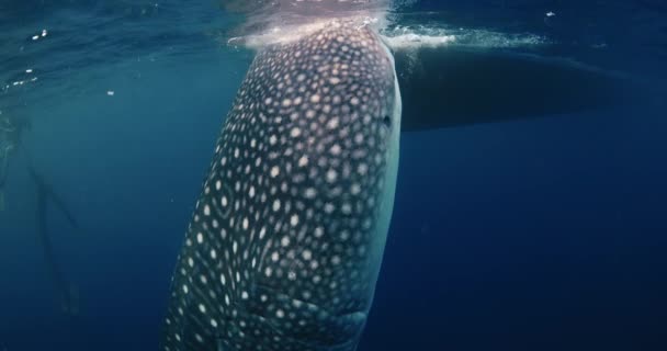 Καρχαρίας Φάλαινας Στον Γαλάζιο Ωκεανό Τεράστιος Καρχαρίας Φάλαινα Τρώει Πλαγκτόν — Αρχείο Βίντεο