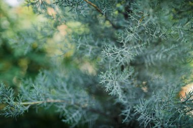Cupressus arizonica. Arizona Kıbrıs 'ın bir şubesinin ayrıntıları