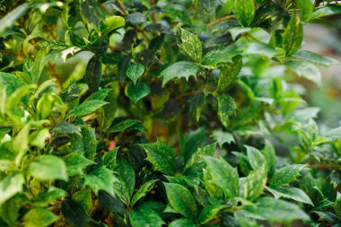 Botanik bahçesindeki Variegatus Osmanthus ağacının yakın görüntüsü