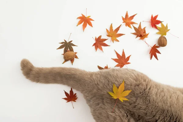 Хвост Кота Белом Фоне Шотландская Кошка Осенними Осенними Листьями — стоковое фото