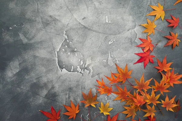 День Благодарения Концепция Осенних Кленовых Листьев Темном Фоне Осенний Сезон — стоковое фото