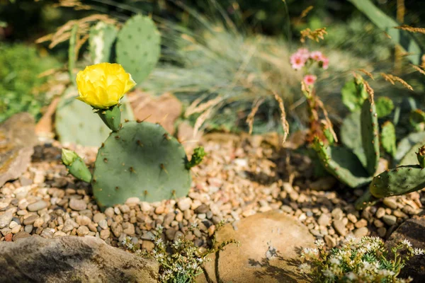 Flowering Opuntia Engelmannii Yellow Flower Cactus Backyard Garden — Stock Photo, Image