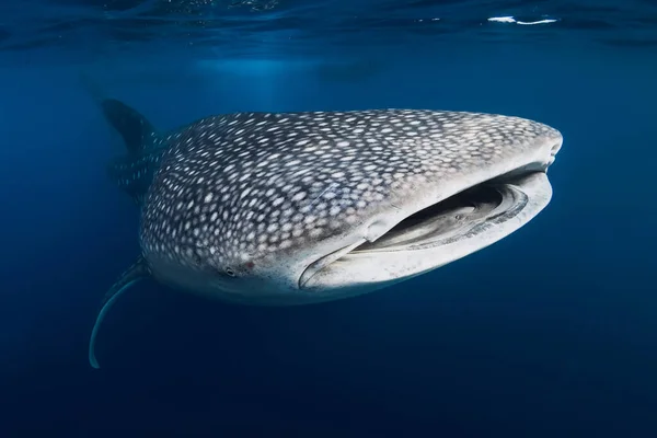 Captura Submarina Tiburón Ballena Gigante Con Patrones Manchas Océano Azul — Foto de Stock