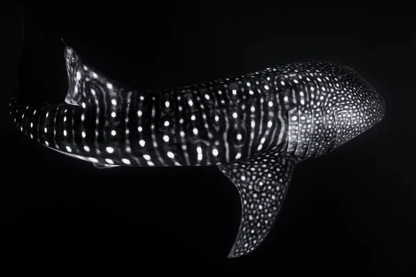 Whale Shark Deep Ocean Giant Fish Swimming Open Tropical Ocean — Stock Photo, Image
