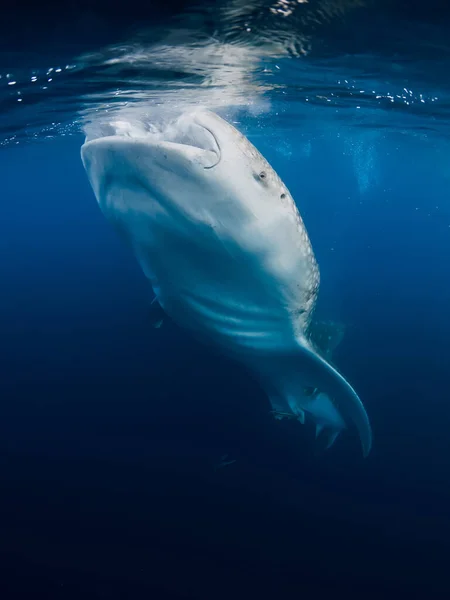 Tubarão Baleia Comer Plâncton Oceano Azul Tubarão Baleia Gigante Nadando — Fotografia de Stock