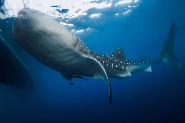 ジンベエザメは青い海でプランクトンを食べる 巨大なジンベイザメが水中で泳ぐ — ストック写真