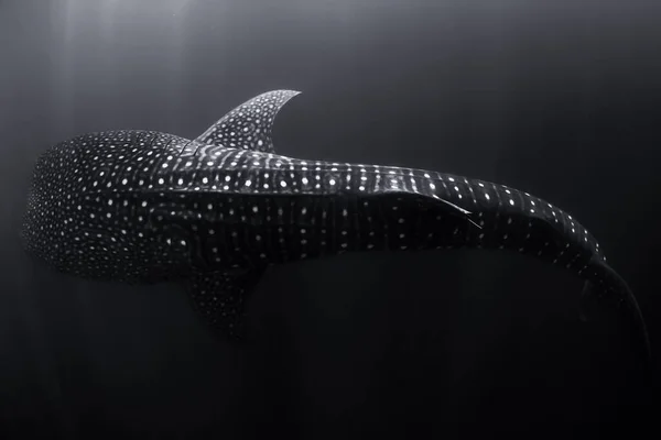 Bálna Cápa Úszik Óceán Mélyén Csodálatos Hely Minták Világ Legnagyobb — Stock Fotó