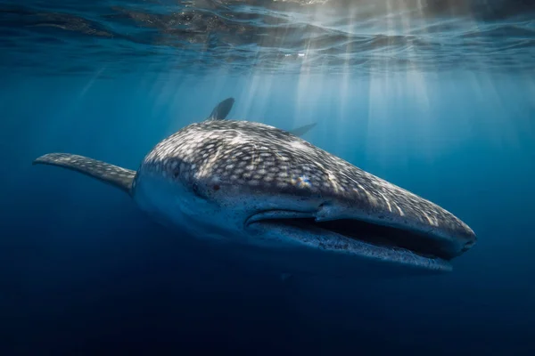 Captura Submarina Tiburón Ballena Gigante Océano Azul Con Rayos Sol — Foto de Stock