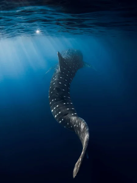 鲸尾在深蓝色的海洋中 大型鲨鱼在水下游泳的轮廓 — 图库照片