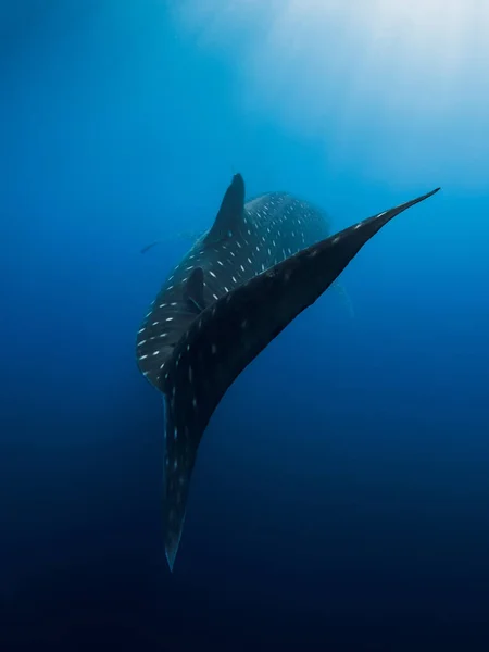 Whale Shark Tail Deep Blue Ocean Silhouette Giant Shark Swimming — Stock Photo, Image