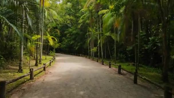 Шлях Тропічними Екзотичними Деревами Муніципальному Парку Коррего Гранде Флоріанополіс — стокове відео