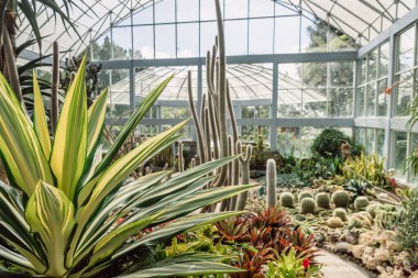 Bali Adası 'ndaki botanik bahçesinde cam evin altında kaktüs ve sulu bir bahçe.