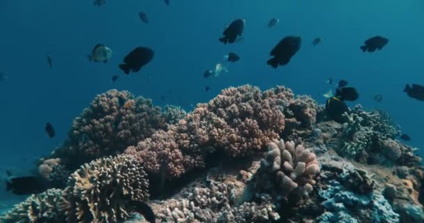 Mavi Okyanus Mercanlı Tropikal Balıklar Tropik Iklimlerde Okyanus Yaşamı Ile — Stok video
