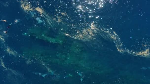 리버티 난파선에서 사람들 플라스틱 속에서 수영하고 있습니다 생태계 — 비디오