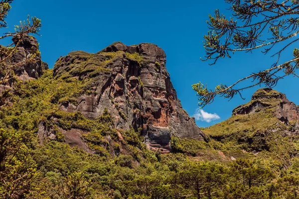Sahne Morro dos Cabritos Kanyonu Santa Catarina, Brezilya 'da araucaria ağaçları ve kayalarla
