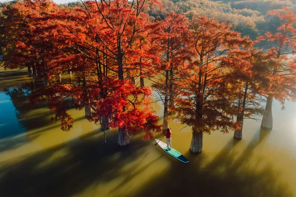 Traveller Swim Stand Paddle Board Lake Taxodium Trees — Stock Photo, Image