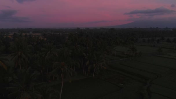 Kokospalmer Och Risplantage Tropiska Bali Före Soluppgången Eller Efter Solnedgången — Stockvideo