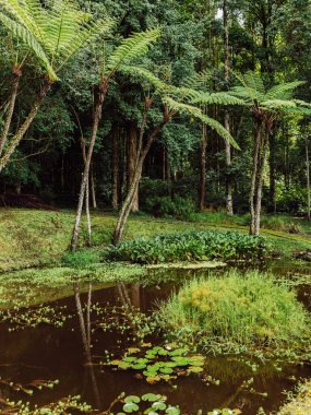 Tropikal botanik bahçesinde büyük ağaçlar ve arka planda eğreltiotları olan bir göl. Endonezya, Bali 'deki Botanik Bahçesi.