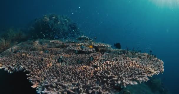 Кораллы Тропическими Рыбами Водой Прозрачном Океане — стоковое видео