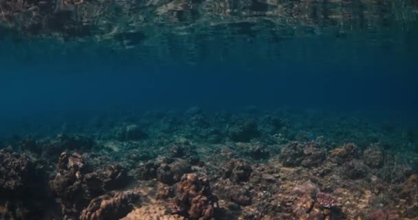 Vista Subacquea Con Pesci Tropicali Coralli Nell Oceano — Video Stock