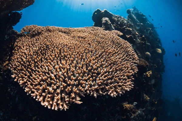 Diving Usat Liberty Wreck Tulamben Bali Corals Deep Sea Shipwreck — Stock Photo, Image