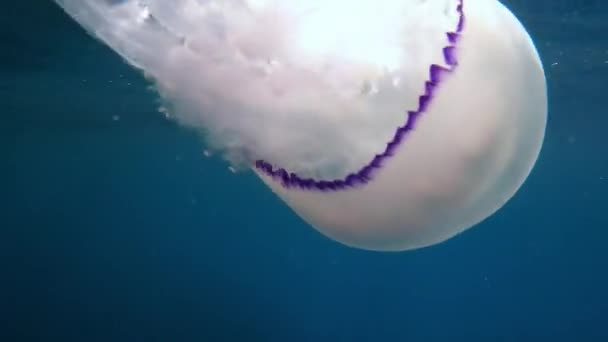 Medusas Big Rhizostomae Subaquáticas Mar Azul Transparente — Vídeo de Stock