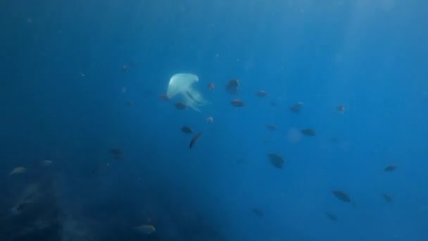 Rhizostomae Kwallen School Vissen Onder Water Doorzichtige Blauwe Zee — Stockvideo
