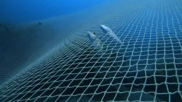 Риби Потрапили Риболовецьку Сітку Під Водою Глибокому Блакитному Морі — стокове відео
